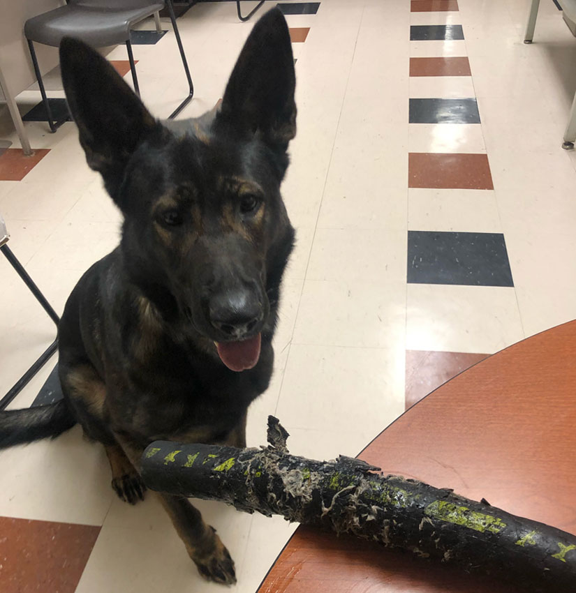 K-9 Officer Noras with a Chewed Section of Clemco 4-Ply Blast Hose K-9 Officer Noras with a Chewed Section of Clemco 4-Ply Blast Hose